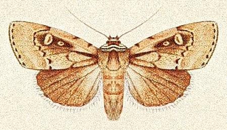 Mythimna acontosema