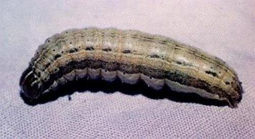 Mythimna convecta