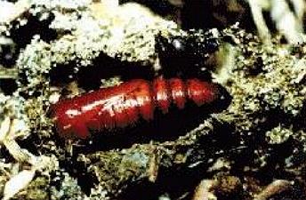 Mythimna convecta