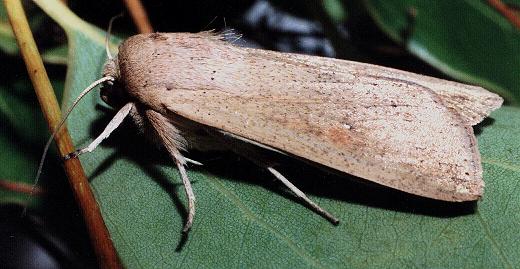 Mythimna convecta