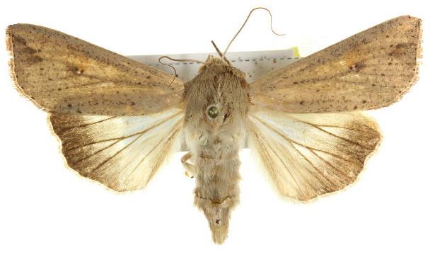 Mythimna convecta