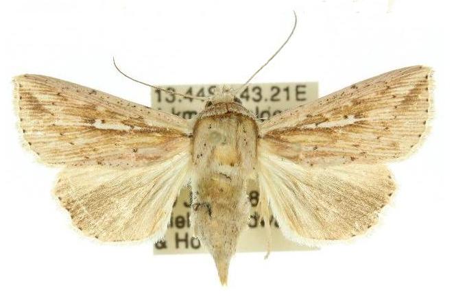 Mythimna decisissima
