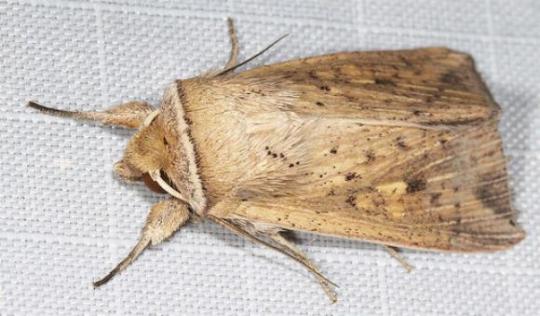 Mythimna formosana