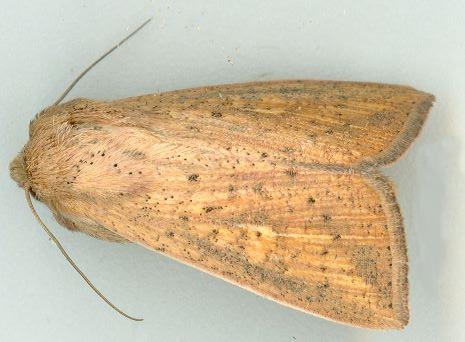 Mythimna formosana