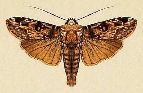 Sasunaga leucorina