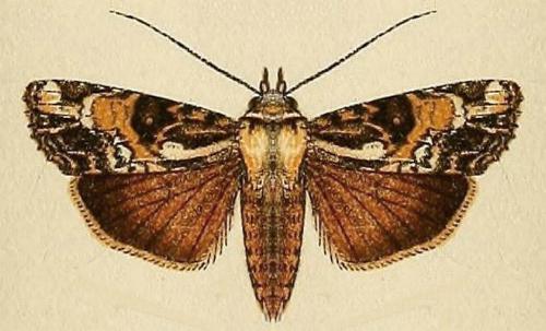 Sasunaga leucorina