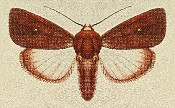Leucania leucosta