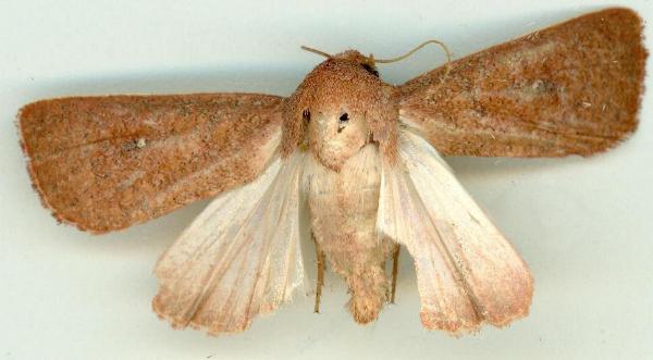 Leucania leucosta