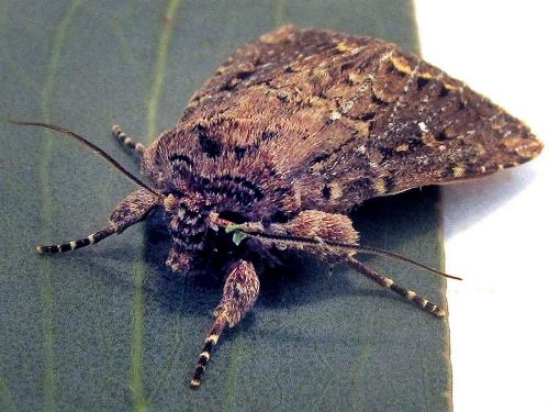 Xylina ligniplena
