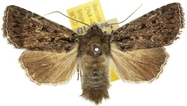 Dasygaster melambaphes