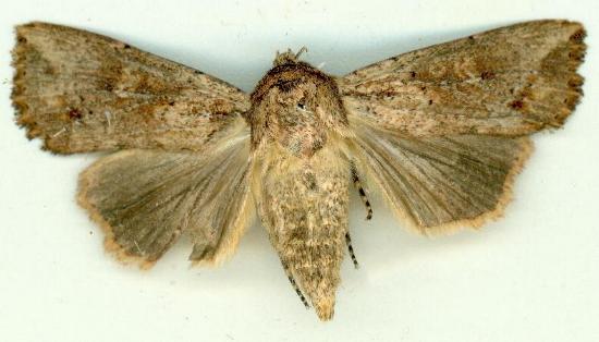 Mythimna reversa