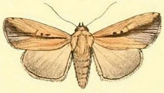 Mythimna reversa