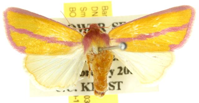 Metopiora sanguinata