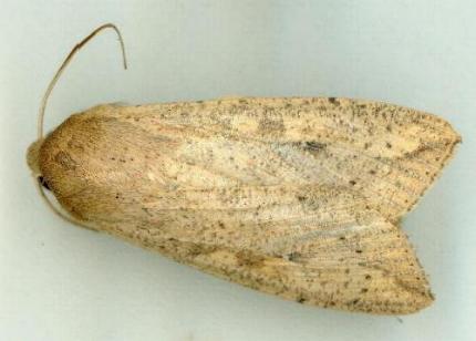Mythimna separata