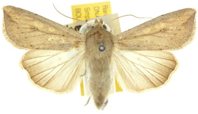 Mythimna separata