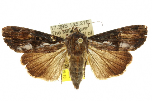 Sasunaga tenebrosa