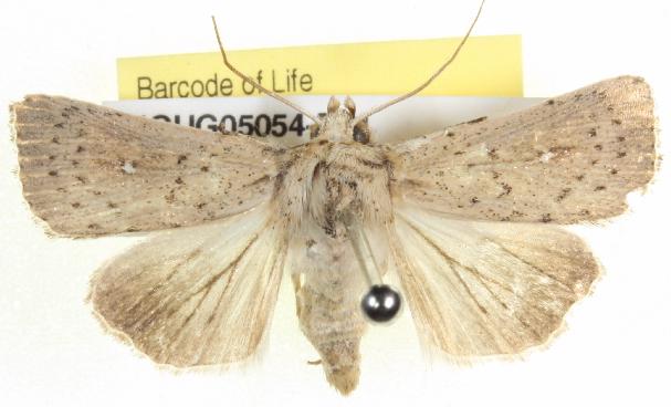 Leucania uda