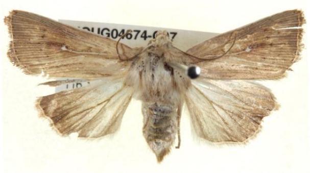 Leucania uda