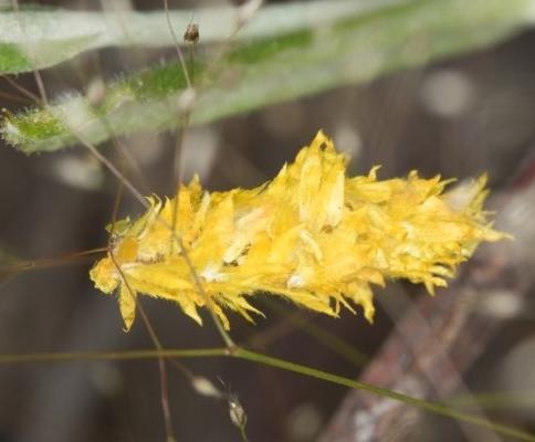 Heliocosma argyroleuca
