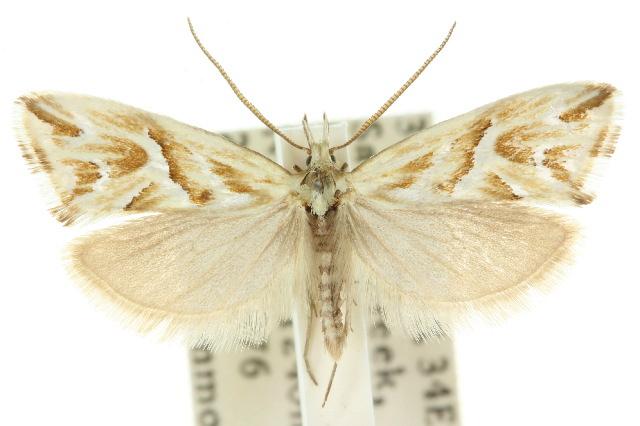 Heliocosma argyroleuca