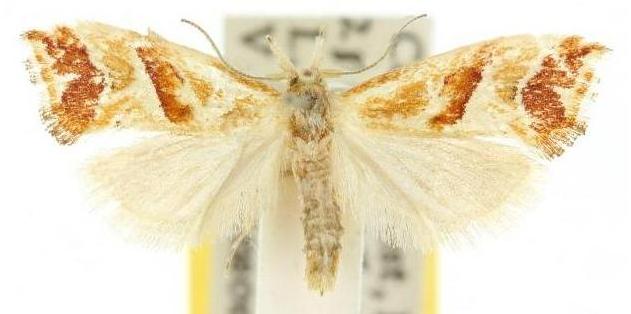 Heliocosma incongruana