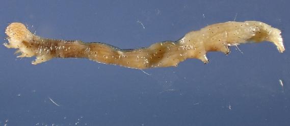 Heliocheilus albivenata
