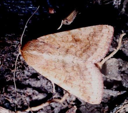 Helicoverpa armigera