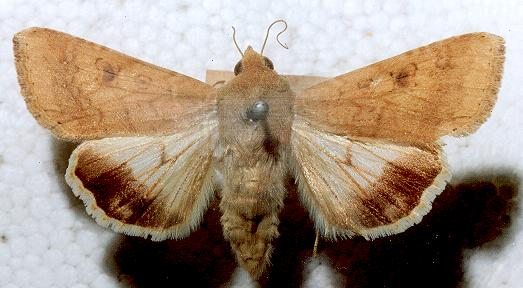 Helicoverpa armigera