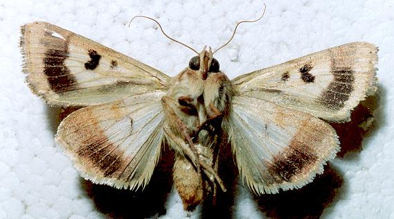 Helicoverpa armigera