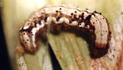Helicoverpa armigera
