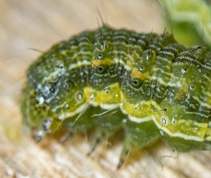 Helicoverpa armigera