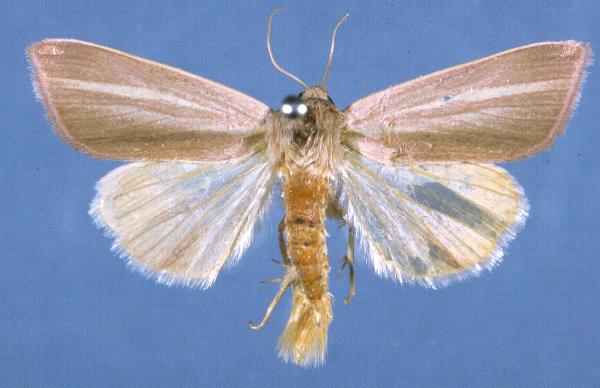 Heliothis hoarei