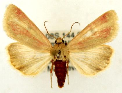 Heliocheilus ionola