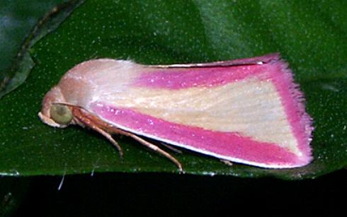 Adisura marginalis