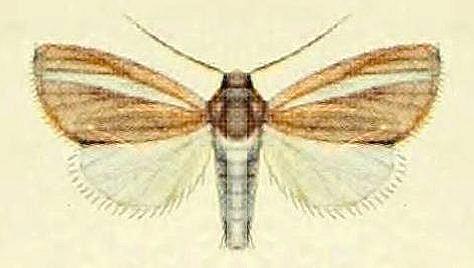 Heliocheilus pallida