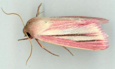 Heliothis roseivena