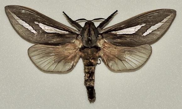 Abantiades argentangulum