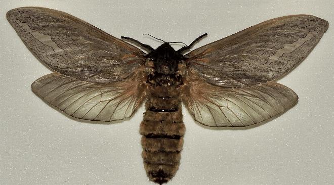 Abantiades argentangulum