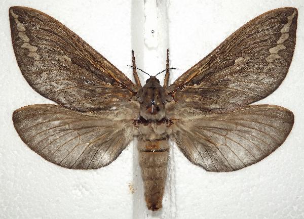 Abantiades argentata