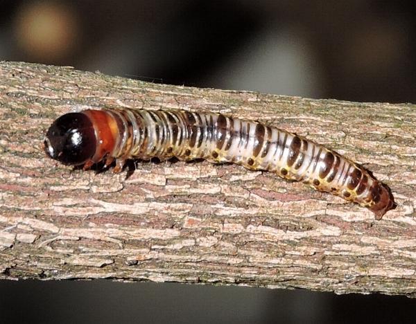 Aenetus djernaesae
