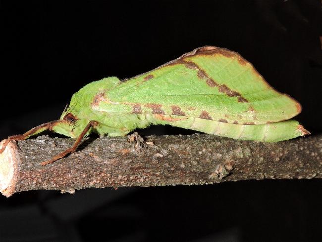 Aenetus djernaesae
