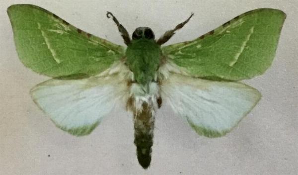 Aenetus djernaesae