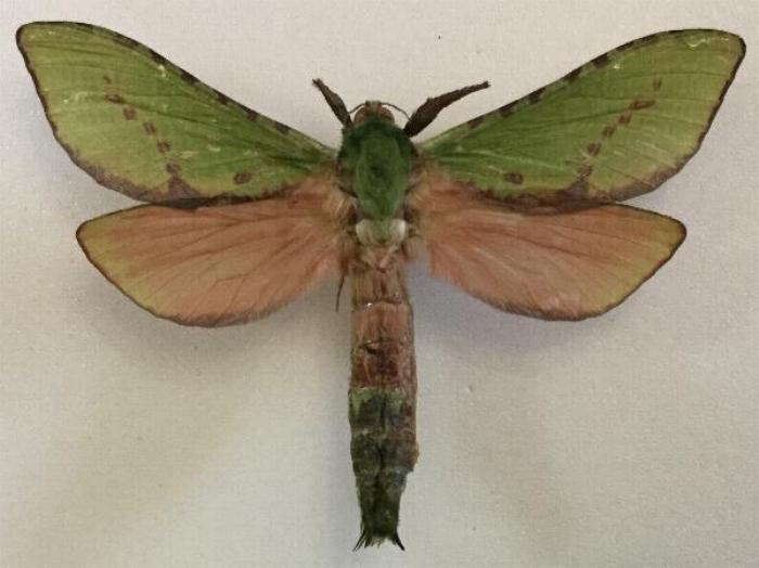 Aenetus djernaesae
