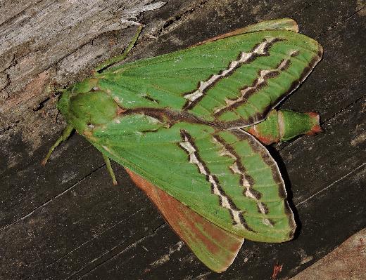 Aenetus dulcis