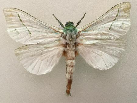 Aenetus dulcis