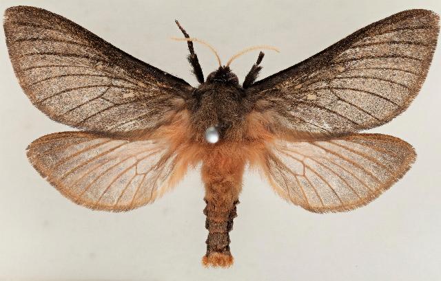 Oxycanus ephemerous
