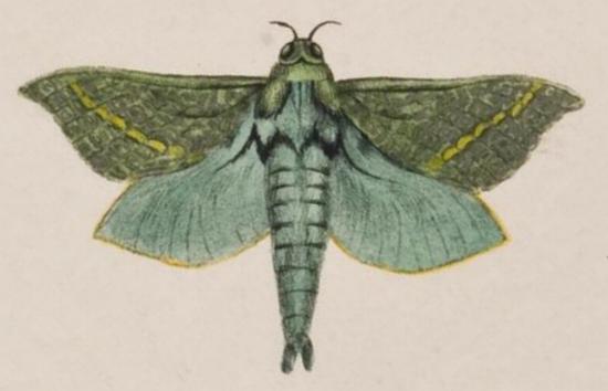 Aenetus eximia