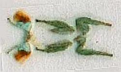 Aenetus eximia