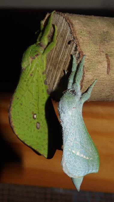 Aenetus eximia