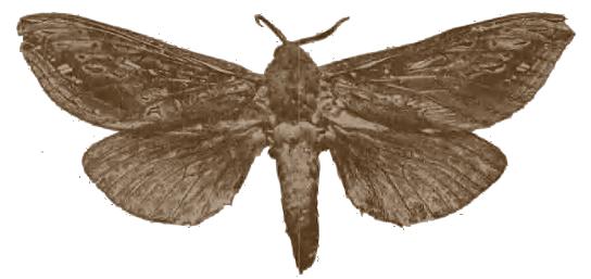 Abantiades furva